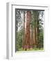 Flowering Dogwood Tree, Yosemite National Park, California, USA-Jamie & Judy Wild-Framed Photographic Print