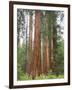 Flowering Dogwood Tree, Yosemite National Park, California, USA-Jamie & Judy Wild-Framed Photographic Print