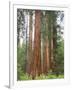 Flowering Dogwood Tree, Yosemite National Park, California, USA-Jamie & Judy Wild-Framed Photographic Print