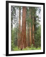 Flowering Dogwood Tree, Yosemite National Park, California, USA-Jamie & Judy Wild-Framed Photographic Print