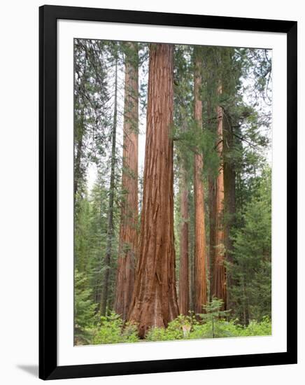 Flowering Dogwood Tree, Yosemite National Park, California, USA-Jamie & Judy Wild-Framed Photographic Print