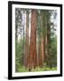 Flowering Dogwood Tree, Yosemite National Park, California, USA-Jamie & Judy Wild-Framed Photographic Print