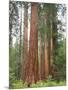 Flowering Dogwood Tree, Yosemite National Park, California, USA-Jamie & Judy Wild-Mounted Photographic Print