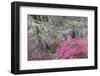 Flowering dogwood trees and azaleas in spring, Bonaventure Cemetery, Georgia-Adam Jones-Framed Photographic Print