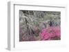 Flowering dogwood trees and azaleas in spring, Bonaventure Cemetery, Georgia-Adam Jones-Framed Photographic Print