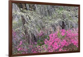 Flowering dogwood trees and azaleas in spring, Bonaventure Cemetery, Georgia-Adam Jones-Framed Photographic Print