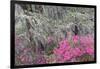 Flowering dogwood trees and azaleas in spring, Bonaventure Cemetery, Georgia-Adam Jones-Framed Photographic Print