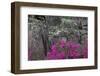 Flowering dogwood trees and azaleas in spring, Bonaventure Cemetery, Georgia-Adam Jones-Framed Photographic Print