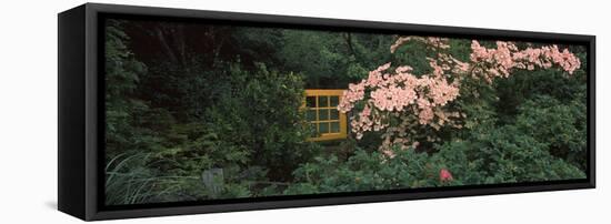 Flowering Dogwood with a Garden Gate, Anacortes, Fidalgo Island, Skagit County, Washington State...-null-Framed Stretched Canvas