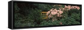Flowering Dogwood with a Garden Gate, Anacortes, Fidalgo Island, Skagit County, Washington State...-null-Framed Stretched Canvas