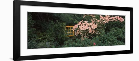 Flowering Dogwood with a Garden Gate, Anacortes, Fidalgo Island, Skagit County, Washington State...-null-Framed Photographic Print