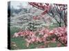 Flowering Dogwood-Henry Groskinsky-Stretched Canvas