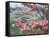 Flowering Dogwood-Henry Groskinsky-Framed Stretched Canvas