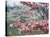 Flowering Dogwood-Henry Groskinsky-Stretched Canvas