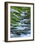 Flowering Dogwood-Michael Blanchette Photography-Framed Photographic Print