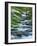 Flowering Dogwood-Michael Blanchette Photography-Framed Photographic Print