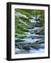 Flowering Dogwood-Michael Blanchette Photography-Framed Photographic Print