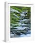 Flowering Dogwood-Michael Blanchette Photography-Framed Photographic Print