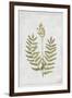 Flowering Fern Stem-PI Collection-Framed Art Print