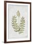 Flowering Fern Stem-PI Collection-Framed Art Print