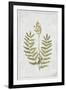 Flowering Fern Stem-PI Collection-Framed Art Print