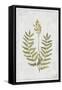 Flowering Fern Stem-PI Collection-Framed Stretched Canvas