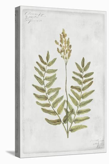 Flowering Fern Stem-PI Collection-Stretched Canvas