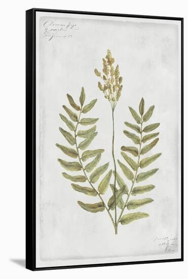 Flowering Fern Stem-PI Collection-Framed Stretched Canvas