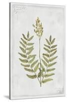 Flowering Fern Stem-PI Collection-Stretched Canvas