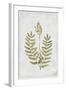 Flowering Fern Stem-PI Collection-Framed Art Print