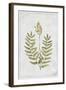 Flowering Fern Stem-PI Collection-Framed Art Print