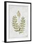 Flowering Fern Stem-PI Collection-Framed Art Print