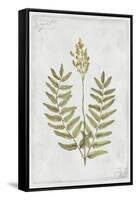 Flowering Fern Stem-PI Collection-Framed Stretched Canvas