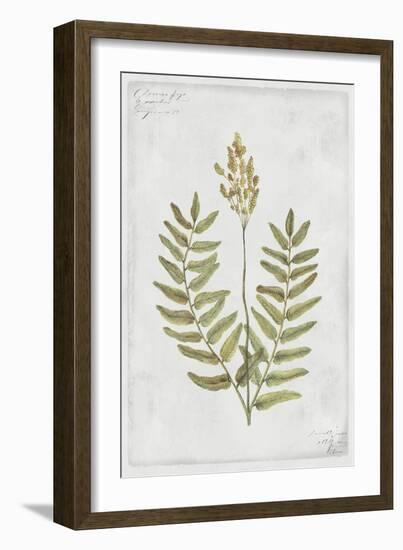 Flowering Fern Stem-PI Collection-Framed Art Print