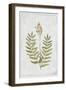 Flowering Fern Stem-PI Collection-Framed Art Print