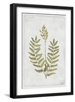 Flowering Fern Stem-PI Collection-Framed Art Print