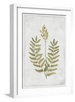 Flowering Fern Stem-PI Collection-Framed Art Print