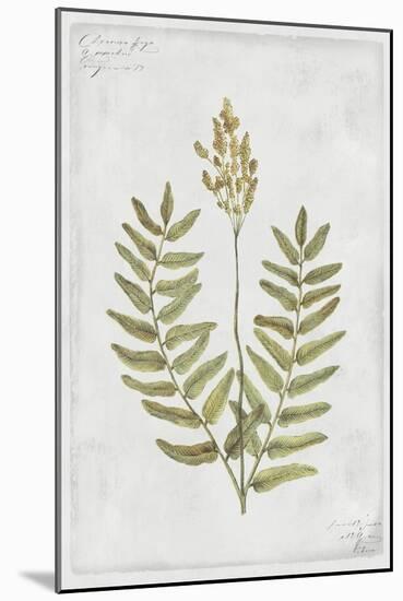 Flowering Fern Stem-PI Collection-Mounted Art Print