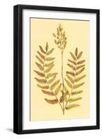 Flowering Fern-null-Framed Art Print