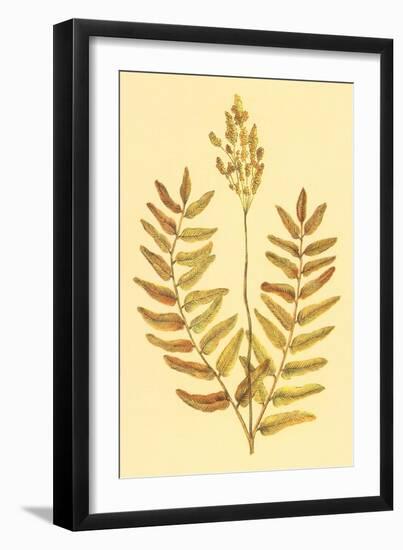 Flowering Fern-null-Framed Art Print