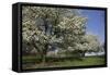 Flowering Fruit Trees in May, Lisle, Illinois, USA-Lynn M^ Stone-Framed Stretched Canvas