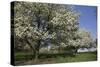 Flowering Fruit Trees in May, Lisle, Illinois, USA-Lynn M^ Stone-Stretched Canvas