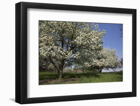 Flowering Fruit Trees in May, Lisle, Illinois, USA-Lynn M^ Stone-Framed Premium Photographic Print