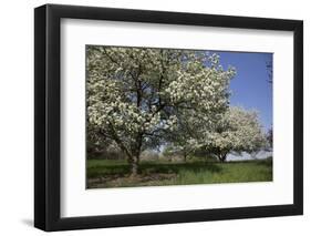 Flowering Fruit Trees in May, Lisle, Illinois, USA-Lynn M^ Stone-Framed Premium Photographic Print