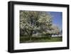 Flowering Fruit Trees in May, Lisle, Illinois, USA-Lynn M^ Stone-Framed Premium Photographic Print