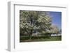 Flowering Fruit Trees in May, Lisle, Illinois, USA-Lynn M^ Stone-Framed Premium Photographic Print