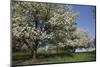 Flowering Fruit Trees in May, Lisle, Illinois, USA-Lynn M^ Stone-Mounted Premium Photographic Print