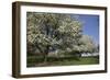 Flowering Fruit Trees in May, Lisle, Illinois, USA-Lynn M^ Stone-Framed Photographic Print