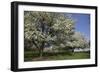 Flowering Fruit Trees in May, Lisle, Illinois, USA-Lynn M^ Stone-Framed Photographic Print