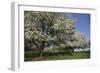 Flowering Fruit Trees in May, Lisle, Illinois, USA-Lynn M^ Stone-Framed Photographic Print